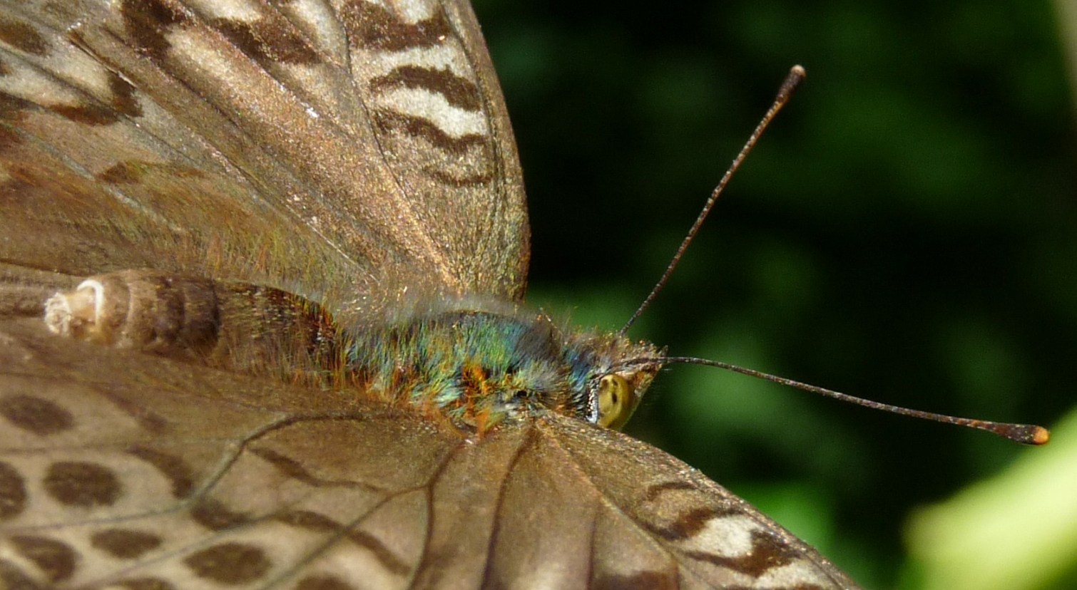 farfalla particolare